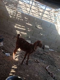 بروانه سنجك • حلال • توصيل