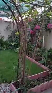 الامل 2 • 250م • 4 غرف