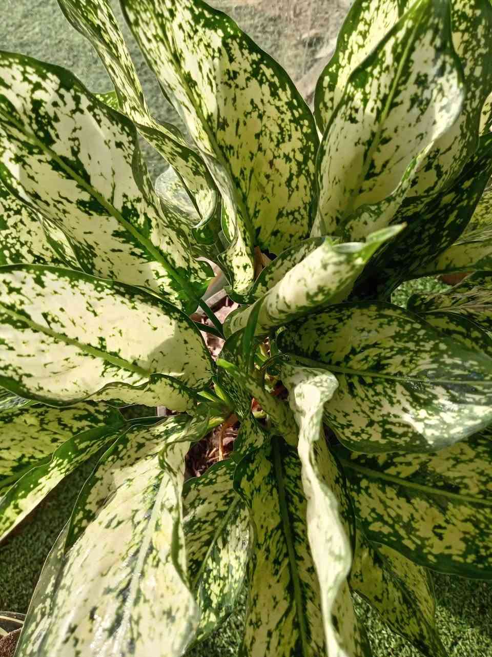 �✨ تخفيضات وبسعر منشا 📣📣📣💥✨🌿
�✨ تخفيضات 📣📣📣💥✨🌿
لمسة خضراء طبيعية تضيف فخامة وأناقة لأي ركن داخل المنزل أو المكتب. أوراق كبيرة بتدرجات خضراء رائعة تعطي إحساساً بالحيوية والانتعاش مع جودة صناعة عالية وثبات ممتاز.
الكميات محدوده 
للاستفسار مراسله الواتساب . ***********

يوجد لدينا خدمه توصيل ناحية الحمزة فقط🚐 

يوجد كادر تنضيف وزراعه

العنوان بابل الحمزه الغربي ع 

حي الحسين قرب عباس برهي للجمله 

 مقابيل مدرسة المكرمه 

زيارتكم تشرفنا

📍
