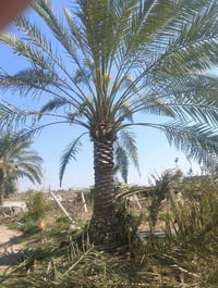 متفرغين وجاهزين لتلقيح النخل 07818378175