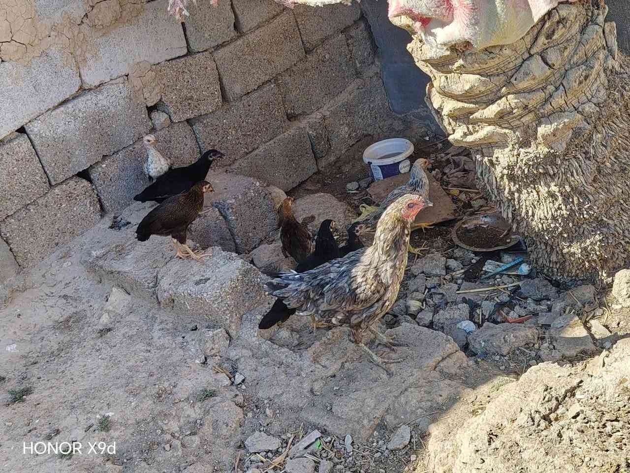 مكلف بنشر دجاجات للبيع، دجاجه هرتيه وياها 7 افراخ ب40
ديج وفروجه عربيات ب16 الشراي يعلق واني اراسله
الموشراي لايعلق اني مكلف مو الي
واتساب ***********
( أدمن وافق 🤍 )
