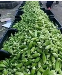 حوي بانيه جديد كل يوم بيوم الكليو ب١٥٠٠ الحجز ع واتساب 07519431095
