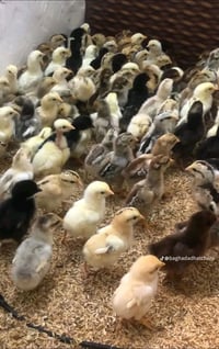 صواصي • لقاحات كاملة • ١٨ يوم
