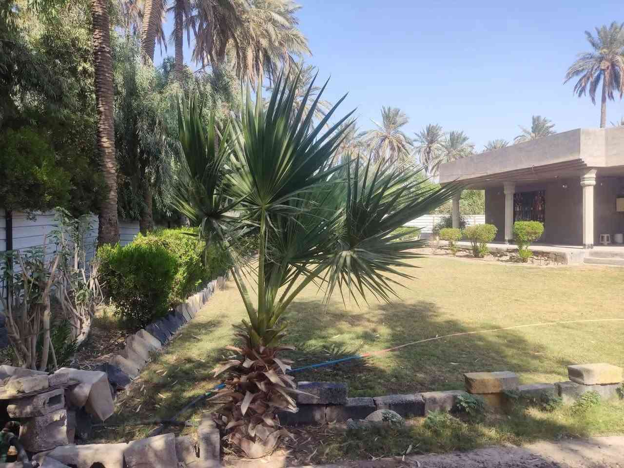 ( دونم مع دار سكني في المحمودية ناحية الرشيد)
دونم مع منزل واسع حديث طابو زراعي سند25  مخدوم بالكامل من كهرباء وماء وتبليط وماء اساله ومدارس ومحلات كما يبعد دقائق عن الطابقين والدورة جاهز للسكن او الاستثمار  …

المساحة الكلية  / دونم واجهة 42 متر

مساحة المنزل / 400 متر بناء حديث

السعر / 190 مليون 

التحويل / طابو بغداد المحمودية
للاستفسار : *********** 
*********** 
متوفر واتساب بالارقام ايضاً
