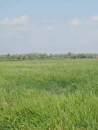 الصويره بدعه حمد • ١٠ دونم • طابو سند ٢٥