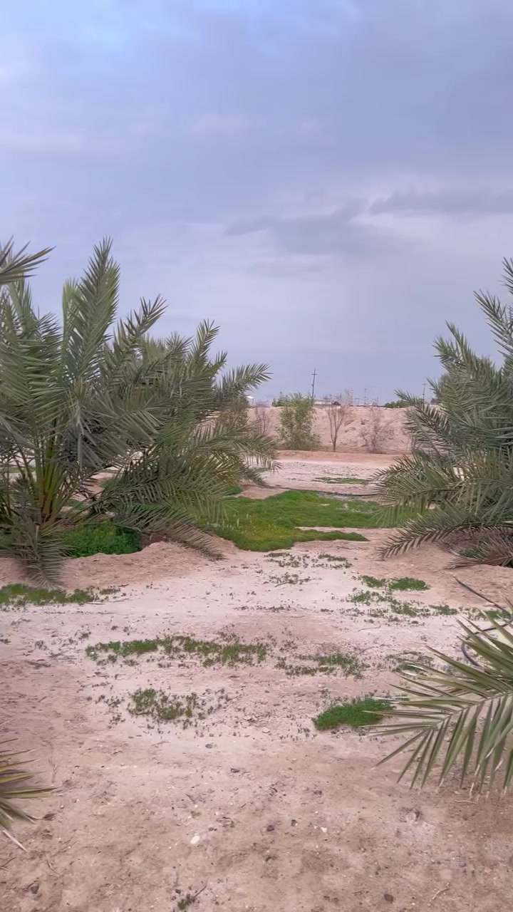 🌴 مزرعة للبيع – فرصة استثمارية مميزة 🌴
📍 الموقع: البصرة – الزبير، على طريق سفوان
 • المساحة الكلية: 45 دونم مرتسم
 • المساحة بعقد: 32 دونم
 • العقد: مُجدد سنة 2025 مع قانون التمليك

🌴 النخيل (جميعه مثمر)
تحتوي المزرعة على حوالي 450 نخلة من أفضل الأصناف:
البرحي – المجهول – السكري – نسيجي – فسائل – أم الدهن
🌳 أشجار الزينة والمستوردة
حوالي 750 شجرة من الأشجار المميزة:
الأثل الأمريكي – الشجر الهندي – الحناء – الورد الجهنمي – نخيل واشنطن

️ الخدمات المتوفرة
✔️ نظام سقي متكامل جاهز
✔️ محولة كهرباء خاصة
✔️ بيت فلاح داخل المزرعة
✔️ المزرعة جاهزة للاستثمار
💰السعر المطلوب : 500 مليون دينار عراقي ( قابل للتفاوض للجادين )
📞 للاستفسار التواصل على الخاص أو الاتصال
***********
***********
