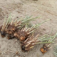 فسيل خضراوي • تبرزل • المحمودية