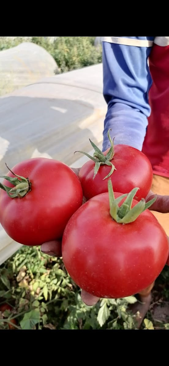 🍅 سرى F1 – الهجين الأقوى لإنتاج وفير وجودة تسويقية عالية! ✨🍅

 صنف تايلندي  يجمع بين الإنتاجية، الصلابة، واللون الأحمر الجذابSURA F1 هو اختيارك المثالي 

✅ نمو قوي وتحمل ممتاز
✅ ثمار دائرية متجانسة بلون أحمر قاني
✅ وزن ممتاز من 200 – 220 غرام
✅ صلابة عالية مناسبة للنقل والتسويق
✅ مقاومة للفايروس والاصابات الفطرية
✅ مناسب للزراعة المكشوفة والأنفاق البلاستيكية
✅ يتحمل الأجواء الباردة والحارة

📦 العبوة: 1000 بذرة
🌱 نسبة إنبات: 90%
🇹🇭 المنشأ: تايلند


**إذا كنت صاحب هذا الإعلان وتريد حذفه لأي سبب، رجاءا أرسل رسالة إلى الدعم الفني**