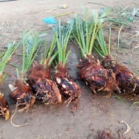 كربلاء • برحيات ٦ • ضمان