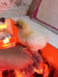 للبيع • كلار رزگاري • قطعتين