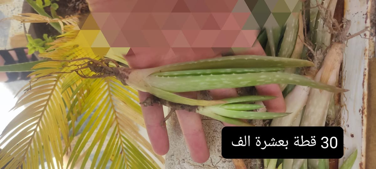 للبيع يتوفر خدمة توصيل
الالوفيرة الاصلية 
***********
