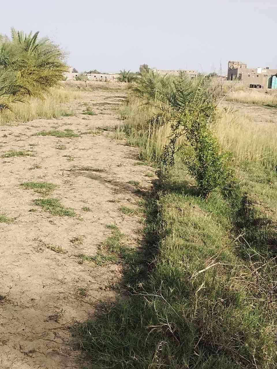 المكان قضاء الغراف 
يا الله  السلام عليكم دونم زراعي ورا البراز... يحتوي على 15 نخله حمالات وكم شجرة بين رمان  ونبك تصلح للسكن او مزرعة كلشي ترهم ماي اساله وكهرباء  ومولد وشارع تبليط ومدارس جميع الخدمات متوفرة  السعر 17 وبيه مجال 
والشراي يتصل ويدلل ***********
