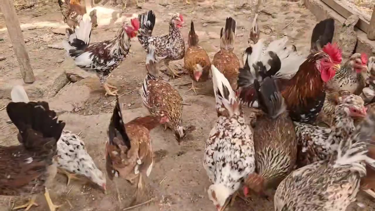 متوفر بيض طبقتين من هذا حلال 
نسبت الشد خير من الله
سعر طبقه ٣٠ 
البصره قضاء المدينه 
توصيل ماعدي اخو


**إذا كنت صاحب هذا الإعلان وتريد حذفه لأي سبب، رجاءا أرسل رسالة إلى الدعم الفني**