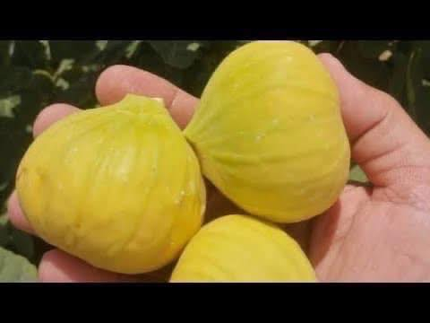 عرض خاص ✌️ #شي_على_شي_يم_مشتل _نور _الهدى _أرخص _ شي 
#مشتل_نور_الهدى  **يرحب بكم**.
السعر 2500 فقط 
تين اصفر / تين اسود 
  اسماعيل. *********** 
احمد.     *********** 
العنوان محافظة الانبار- حديثة صعدة الحي العسكري 
مقابل سالم للادوات الاحتياطية / ومجاور فلس ونص
