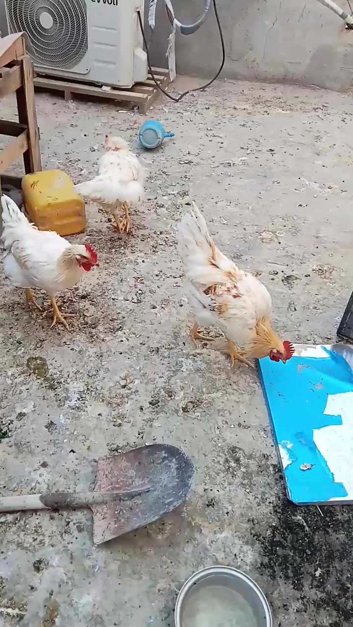 للبيع ديوجه ٣ كبار مال مصلحه سعر الواحد ١٥ المكان نجف حي المكرمه


**إذا كنت صاحب هذا الإعلان وتريد حذفه لأي سبب، رجاءا أرسل رسالة إلى الدعم الفني**