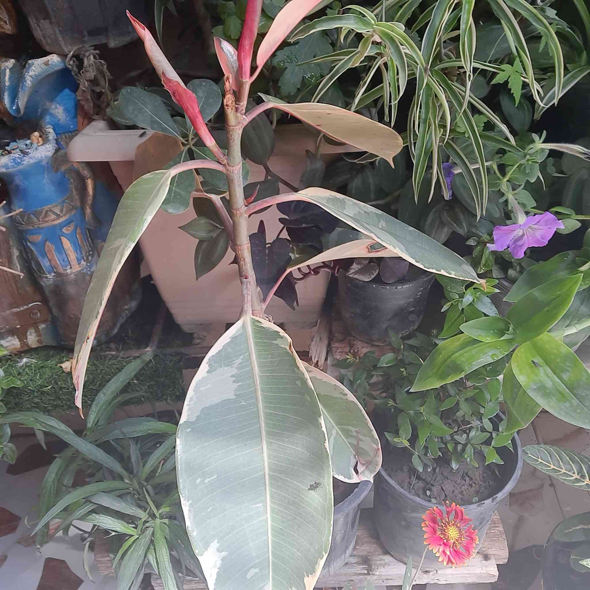 السلام عليكم نبات المطاط اسهل النباتات مايحتاح عنايه سقي بنتظام وتسميد بالشتاء سماد عضوي


**إذا كنت صاحب هذا الإعلان وتريد حذفه لأي سبب، رجاءا أرسل رسالة إلى الدعم الفني**