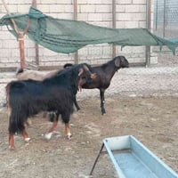 جدايا • ٥ قطع • مجاور حماد شهاب