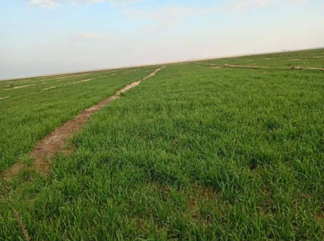 للبيع  طابو زراعي سند 25 100 دونم شاطيه وجه علئ نهر الفرات أكثر من 200متر مزروعه وفيها مضخه كهرباء تسلم الأرض عنده مكاتبه هي وزرع سعر دونم 3 مليون العنوان الديوانية قريبه عن سماوه ولحمزه شرقي ورميثه ***********
