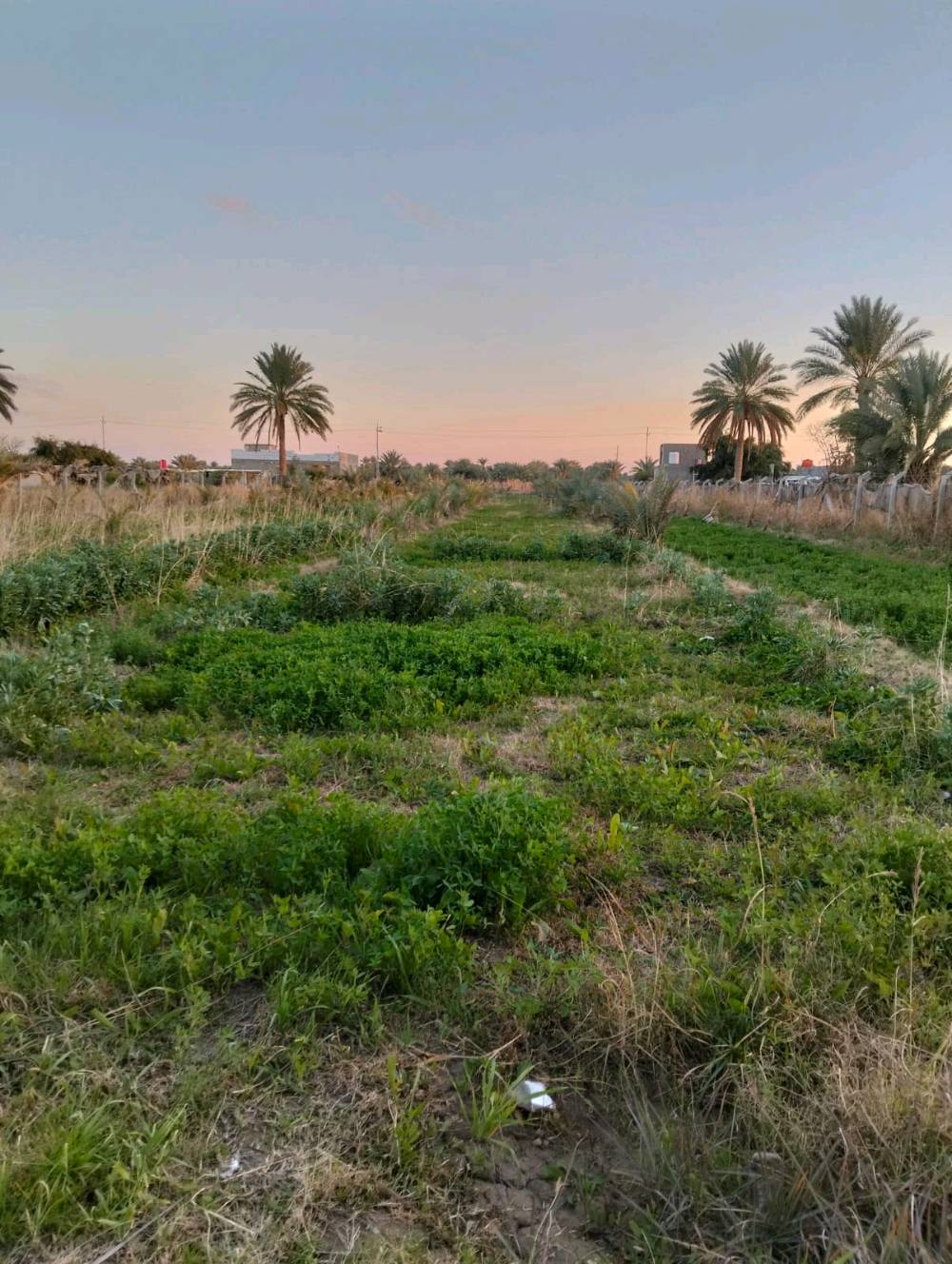 السلام عليكم آراض زراعيه المساحه 2 دونم متوفره كامل الخدمات ماء وكهراب على شارع فرعي الموقع حله  بزل حجي علي والارض مزوعه 100نحله واللعلم الارض سند 25