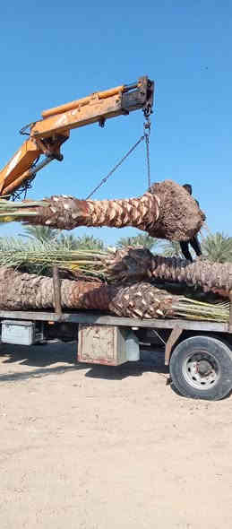 تتوفر امايات قلع بطينته
ارتفاع من متر واكبر عنوان واسط الصويره 
***********
***********
