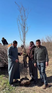 شتلة • الحويجة • زراعة