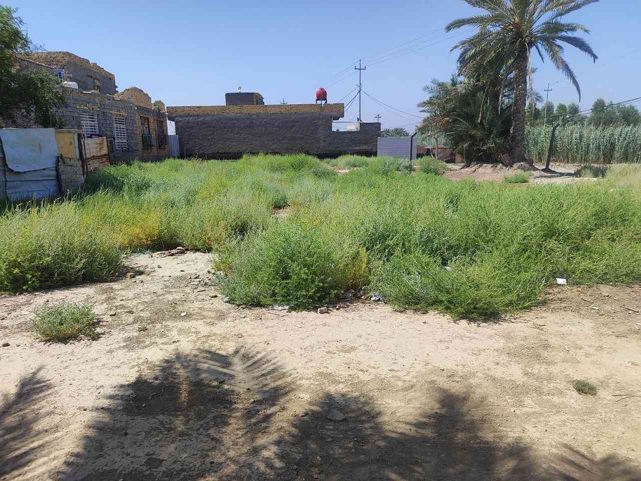 قطعه ارض للبيع مساحته 520متر طابو زراعي سند 25 ع طريق المعاره بشارع سيد سهيل ثاني قطعه عن شارع سيد سهيل تنباع نص منه عادي سعر المتر 70وبيها مجال شي بسيط أي استفسار اتصل على الرقم التالي ***********

