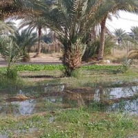 بابل • دونم • طابو زراعي