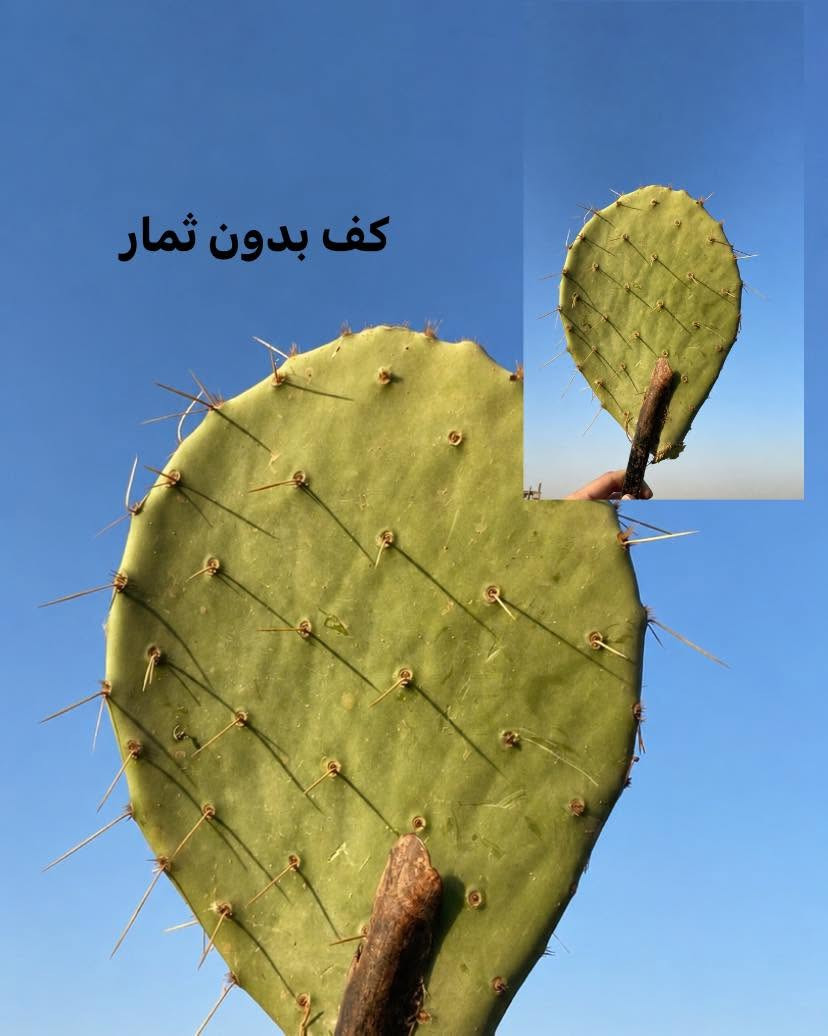 🌵 متوفر لدينا كفوف التين الشوكي العراقي الأحمر العادي 🌵🔴

✅ كف مثمر: 4,500 دينار
(بدون سندانة)

✅ كف بدون ثمار: 3,500 دينار
(بدون سندانة)

🚚 التوصيل إلى جميع محافظات العراق: 5,000 دينار فقط 🚚

🌵 Prickly Pear - التين الشوكي 🌵

للطلب والاستفسار، راسلنا على الخاص.


**إذا كنت صاحب هذا الإعلان وتريد حذفه لأي سبب، رجاءا أرسل رسالة إلى الدعم الفني**