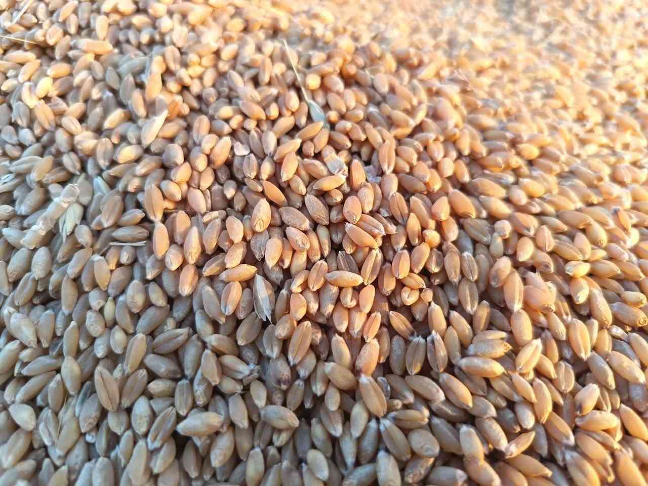 السلام عليكم
يوجد حنطة ( إيطاليا ). انتلو. بنت المغلفة
درجة اولى ......المكان تكريت.....
للاستفسار يرجى التواصل مع الرقم ***********
