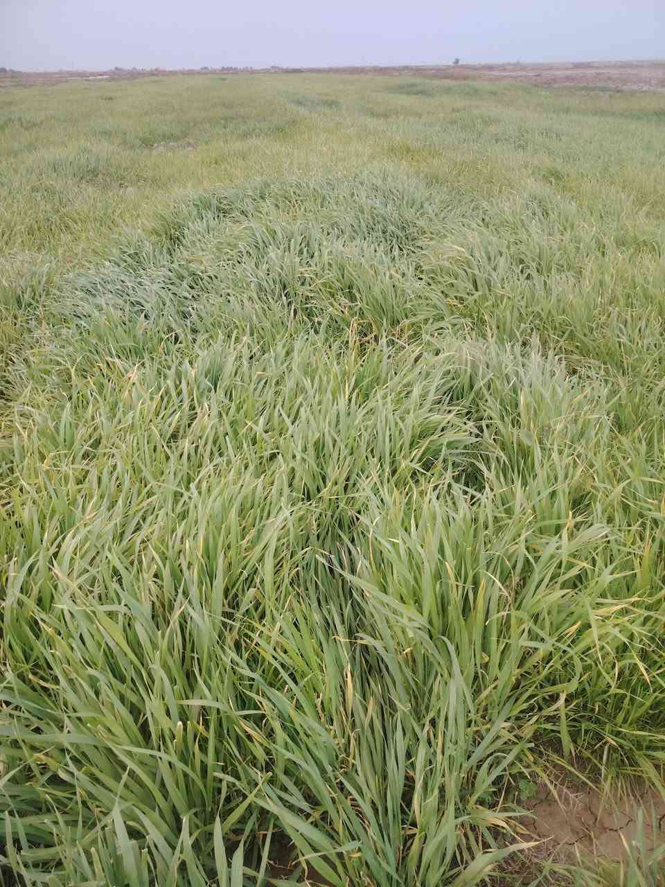 زرع للبيع مساحه ٤٥ دونم بلحمزه الشرقي ***********
