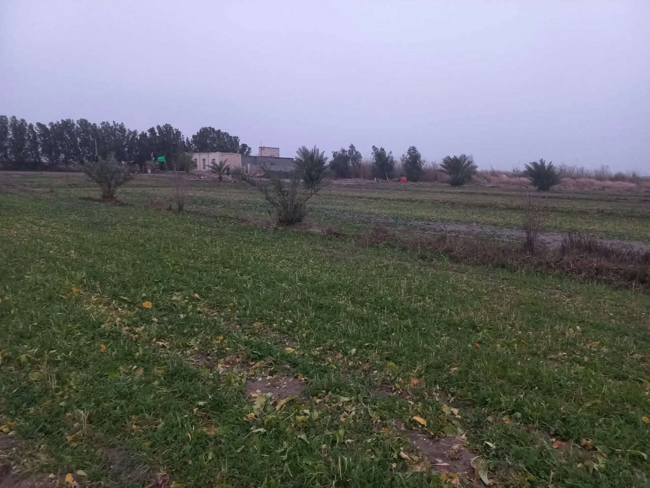 سلام عليكم ورحمة الله وبركاته
أرض زراعية للبيع 
9دونم فيه نخل ورمان مثل ماواضح بصوره 
بيت 4غرف براني 15متر 
كهرباء ماء اساله 
ماء سقي متوفر 
العنوان طريق سومر عفك تبعد عن الشارع العام 400 متر طريق رسمي كتف بزل رئسي 

 وأيضاً اقل من كيلو متر تقريباً متوفرة اسواق 
ومستوصف صحي صيدلايات 
ومدارس بتدائية متوسطه واعدادية
***********
