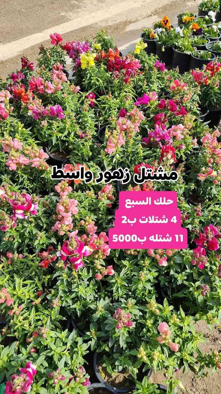 عروض رمضان مستمرين وياكم بالعروض 3 شتلات بسعر 5000 دينار واكو 4شتلات ب 2000 دينار
مشتل زهور واسط 🌸
📍 العنوان: الكوت - فلكة الحاوي - شارع مجمع دمشق الطبي.
🚚 خدمة التوصيل: متوفرة داخل مدينة الكوت فقط.*********** واتساب 
نستقبلكم بكل حب لتزيين منازلكم بأجمل أنواع الزهور والنباتات.

يفتح المشتل طيله ايام الاسبوع من الساعه 7:00 صباحا والى الساعه 10:00 ليلأ 
*********** لطلب والاستفسار واتساب  او مراسله الصفحه الشخصيه بلال الواسطي🌹😊
