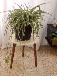 نجفة عنكبوت • كثيفة