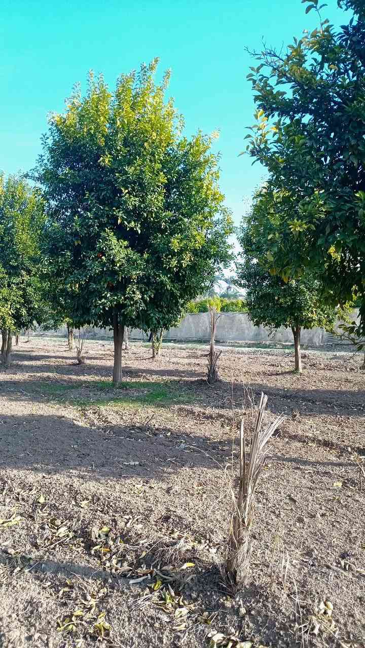 دونمين طابو سند 25 تحويل مباشر بائسم المشتري سند مستقل وليس مشاع 
الأرض زنجيل على شارعين الها شارع خاص بداخلها ما محسوب مع المساحه 
تباع حسب الطلب  كامله اقل شي 625 م 1000م 1250م دونم دونمين 
مغروسه 300 نخله عمراني أشجار حمضيات أشجار تفاح     الأرض مسيجه بل كامل 
 بيع سريع مستعجل سعر جدا مناسب الأرض شارعها تبليط أسواق مدارس قريبه تقع مابين الجزيرة السياحية وناحيه الراشدية قريه الساده البوحياه  
لمعرفة السعر اكتب تم يصلك .....  للإتصال ***********
