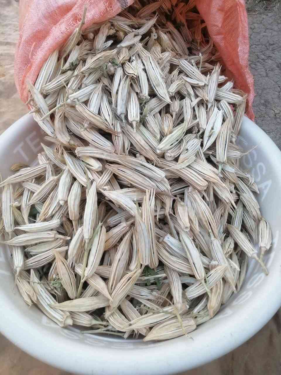 سلام عليكم يوجد بذور باميه للبيع درجه اوله شرط الحوي خير من الله ***********صلاح الدين اشرقاط
