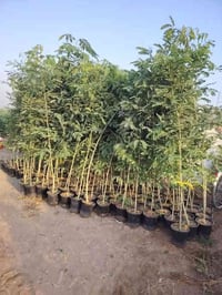 متوفر البيزيه خشنه درجه اولى الاستفسار اتصل على الرقم  07817951230.......