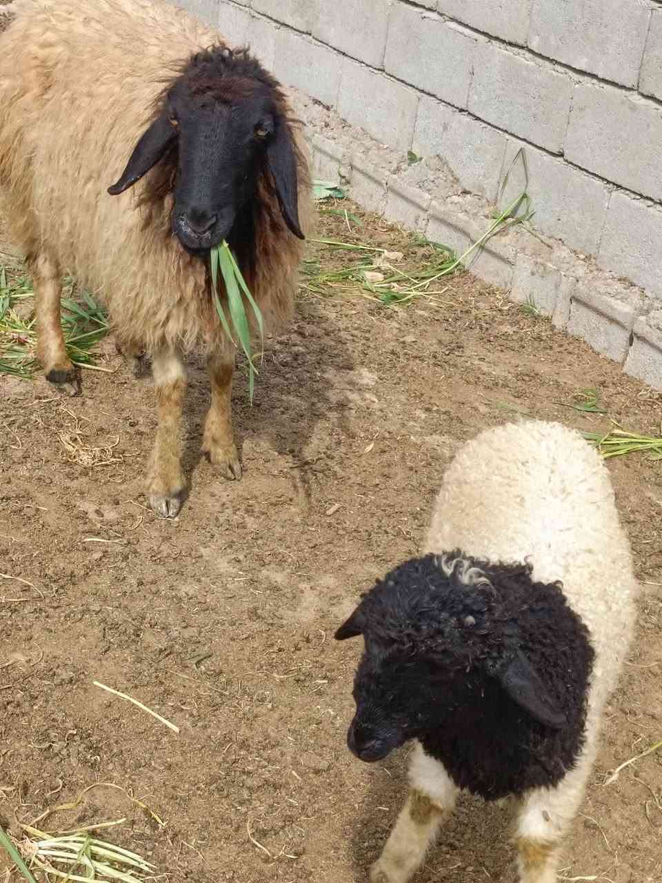 اللهم صل على محمد وال محمد متاح حلال للبيع العدد 5 وحده مطفل 4 اشهر اشاره على شهرين وثلاثه اشهر الحلال مال جني رقم واحد وين اللي يدور حلال نظيف سعر الزوج 525 قفل بدون عمله مكان الحلال بغداد مشاهده. ....
  ‏ ‏‪***********‬‏///‏‪***********
