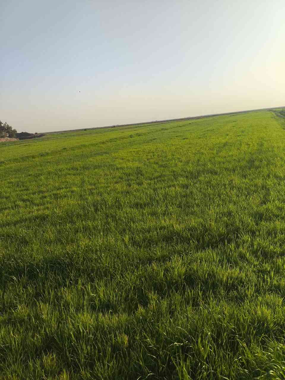 سلام عليكم كاع شروة للبيع 30دونم حنطة مكان رفاعي طريق أبو لماش ***********
