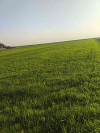 رفاعي أبو لماش • ٣٠دونم • حنطة