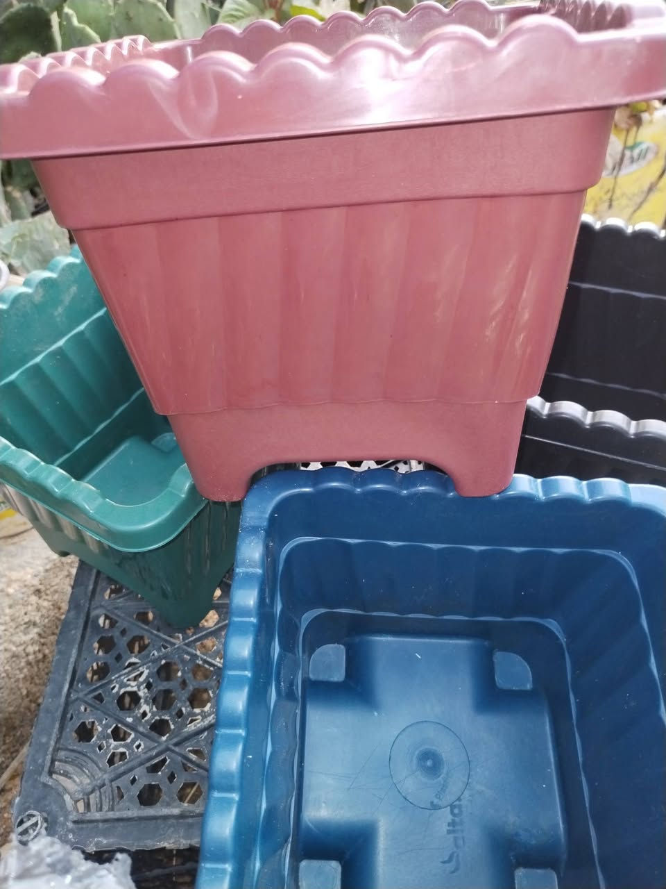 متاح لدينا سنادين زراعيه الوان البيع سيت او مفرد  لطلب والحجز واتساب
*********** السماوه أو مراسلة الصفحه يوجد خدمة توصيل طلبات داخل السماوه ولكافة المحافظات لباب البيت أنواع البذور الاستوائية النادره
