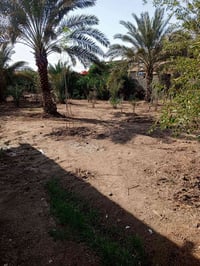 محيله الحمزة الفوق • ٢٢٥٠م • طابو ملك صرف