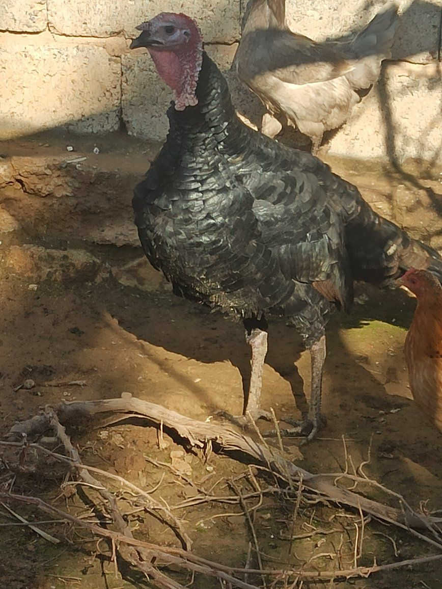 ديج بصره للبيع 
***********
