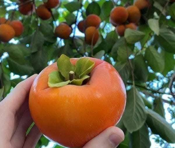 🌺🌸 ورد البنفسج، الجمال اللي يسر النظر! 🌼

مشتل ورد البنفسج يقدم لكم أجمل أنواع الورود والزهور 🌹💐. زورونا اليوم واستمتعوا بجمال الطبيعة 🌳

تم وصل وجبه جديده 
من أشجار الكاكي نوعان
للاستفسار الاتصال على 
الرقم الواتساب
***********
