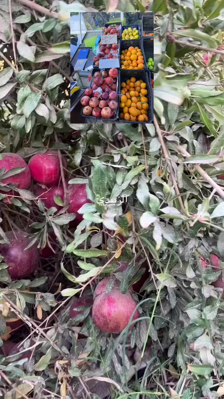 سعر كيلو الرمان 3000 دينار ومن نكللكم ازرعوا هذا الصنف المستورد متحمل للحر كبير الثمره وحلو الطعم تتجاهلون المنشور ⁉️ شنو المانع ما تزرع متوفر عندي شتلات ‼️


**إذا كنت صاحب هذا الإعلان وتريد حذفه لأي سبب، رجاءا أرسل رسالة إلى الدعم الفني**