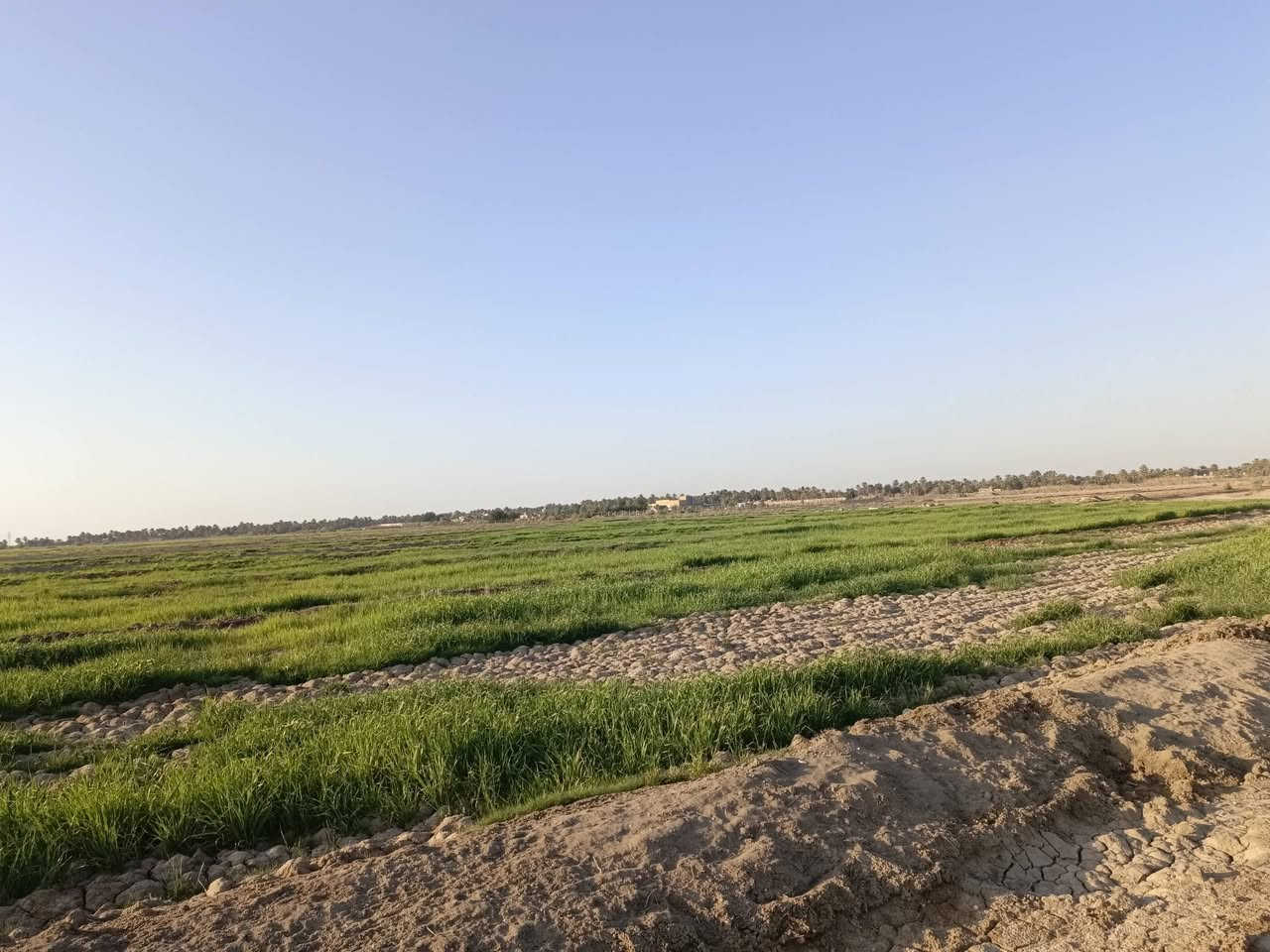 ارض زراعيه للبيع
سديناويه على شط المالح /

بيه نهر رئيسي من الفرات /

المساحه 29 دونم  ***  سعرالدونم (7 $ )ملايين 

*********** **************
