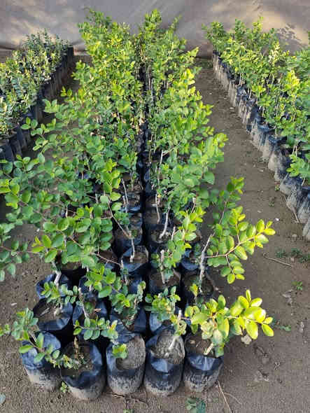 سلام عليكم متوفر سدر تفاحي بصراوي مضمون الصنف والضمان بالجيس متحرك من الكاع وجاهز للزراعة البيع جملة فقط السعر 2500دينار المكان بغداد الكريعات 
***********
