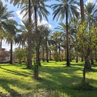 كربلاء المقدسه • طابو زراعي • ٢٠٠٠م