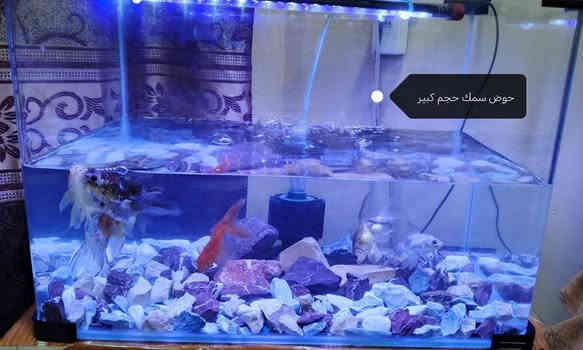 #محلات_الخضر_لبيع_وشراء_الاثاث_الاجهزه_الكهربائيه_المستعمله 🖥️😍
اتفضل وينا #انسب #الاسعار 🥰
#العنوان النمرود قرية #الخضر مقابل دير مار بهنام 
للأستفسار مراسلة #الصفحه 💚
او الاتصال على #الرقم *********** او *********** 🗣️❤️
#فضلآ وليس #امرآ 🥰
#متابعة #ولايك #للصفحه 👍😊
