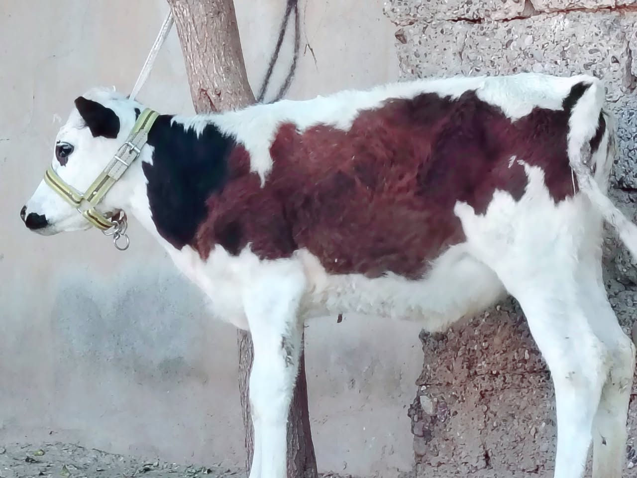بسم الله ماشاء الله
حولية سمتال الاصلية 

جمة عرموطي ام الصرة 

حولية درجى اولى مال جنيه 

شرط اچل وشرب ونصاحة فول 

المكان  صلاح  الدين الشرقاط الخضرانيه

***********
***********
