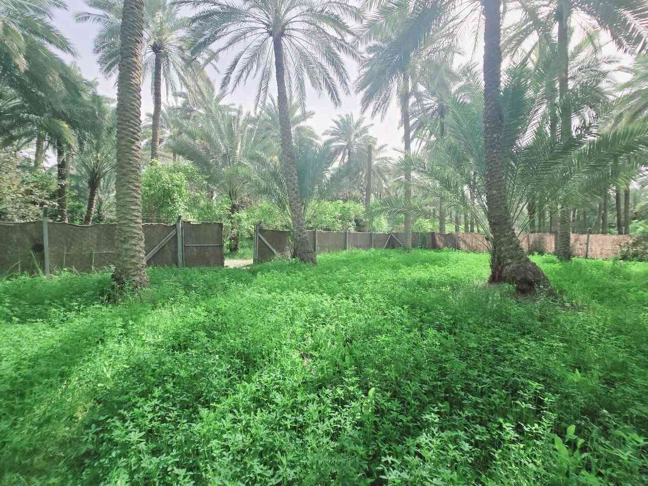 ( يالله اللهم صل عل محمد وال محمد )

ليوم جبنالكم عرض جميل جدا المساحة نصف دونم 

المساحة بالامتار 1250 متر بستان مخدومة ومزروعة بالكامل 

تصلح سكن او مكان ترفيهي راحة نفسية تتوفر كافة الخدمات 

ماء سقي سيح ماء اسالة كهرباء مولد شتريد موجود يمك 

نوع السند طابو زراعي سند 25 تحويل سهم مباشر بأسم المشتري 
واجهة النصف دونم  41 متر ونزال 30 متر عرض طريق البستان الخاص 4 متر 
العنوان كربلاء شارع الحسينية قرب جسر الابراهيمية 

تنزل كيلو متر عن شارع الحسينية شارع سبيس بعرض 7 متر و 6 متر 
تبعد عن جسر الابراهيمية 2 كيلو وعن شارع الحسينية كيلو متر 

وعن مركز المدينة 15 كيلو 

#السعر  95   ميلون مع المجال للجاد بالشراء

للاستفسار اكثر اتصلوا بالارقام التالية 

(  ***********  )(  ***********  )

ابو فاطمة عنوان المكتب شارع الحسينية قرب جسر 🌉 الإبراهيمية مقابل شارع عون مكتب النافعي للعقارات كربلاء     النافعي للعقار        #اشاره #الاصدقاء #متابعين #اكسبلور #الجميع #متابعين #اكسبلور #الجميع #متابعين #اكسبلور @أبرز المعجبين @إشارة  السعر  95 مليون مع المجال

